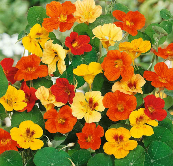 Nasturtium Flowers