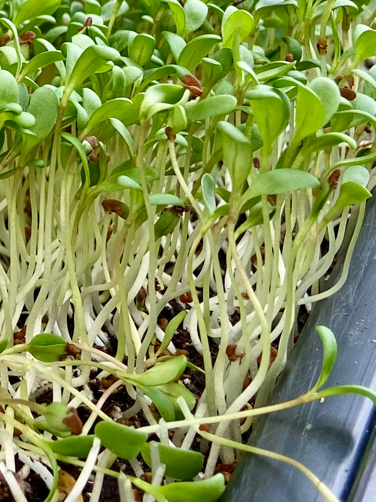 Alfalfa