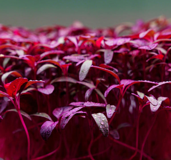 Amaranth