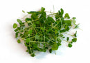 Watercress
