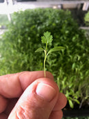 Cilantro